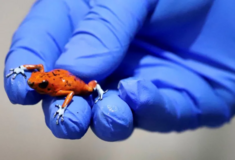 Woman arrested with 130 poisonous frogs in her luggage