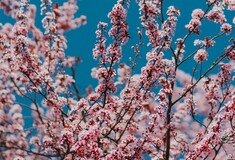 Καιρός- Κολυδάς: Η κακοκαιρία Avgi φεύγει, οι Αλκυονίδες έρχονται