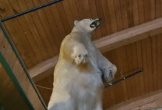Έκλεψαν ταριχευμένη πολική αρκούδα- Ζυγίζει περίπου 225 κιλά
