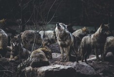 Οι «μεταλλαγμένοι» λύκοι του Τσερνόμπιλ φαίνεται να έχουν αναπτύξει αντοχή στον καρκίνο