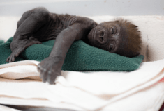 Texas zoo delivers baby gorilla via caesarean section