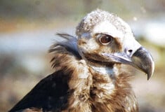 Μαυρόγυπες επέστρεψαν στην ανατολική Ροδόπη μετά από 31 χρόνια