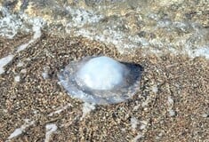 Ρόδος: Οι δηλητηριώδεις μέδουσες του ενός μέτρου από την Ερυθρά Θάλασσα γέμισαν τις παραλίες 