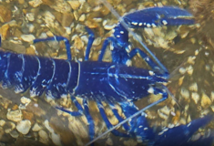 Μεγάλη Βρετανία: Ψαράς βρήκε μπλε αστακό και τον έδωσε σε ενυδρείο