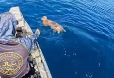 Tiktoker έσωσε σκυλάκι από τη θάλασσα στα ανοιχτά της Πάρου