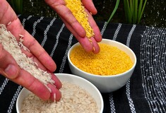 Η Greenpeace εμποδίζει τη φύτευση χρυσού ρυζιού που σώζει δεκάδες χιλιάδες παιδιά από τον θάνατο