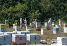 Φωτιά στα Μέγαρα: Συνελήφθη 33χρονος μελισσοκόμος και τού επιβλήθηκε πρόστιμο 4.204 ευρώ