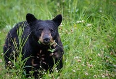 ΗΠΑ: Οικογένεια νόσησε από τριχενέλλωση αφού έφαγε μαύρη αρκούδα
