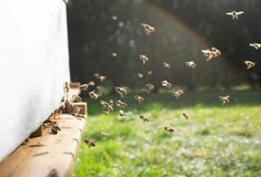 Μυτιλήνη: Επιβάτες ΙΧ δέχτηκαν επίθεση από μέλισσες - Δύο άτομα στο νοσοκομείο