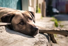 Θεσσαλονίκη: Φυλάκιση δύο ετών με αναστολή και ποινή 5.000 ευρώ για τον πυροβολισμό σκύλου