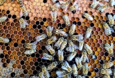 Επίθεση από σμήνος μελισσών στη Μυτιλήνη: «Eπί μία ώρα έδινε άνιση μάχη, νόμιζαν ότι κατέληξε» 