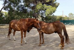 Φωτιά στην λεωφόρο Βάρης-Κορωπίου: Εκκενώνεται ο ιππικός όμιλος Βάρης