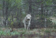 Γαλλία: Μήνυση κατά του ζωολογικού πάρκου κατέθεσε η 37χρονη που τραυματίστηκε σοβαρά από επίθεση λύκων 