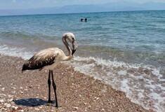 Έκκληση της ΑΝΙΜΑ για τα νεαρά φλαμίνγκο που χάνουν το σμήνος τους τις τελευταίες ημέρες