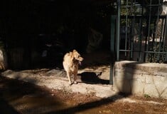 Πλειστηριασμός στην Πετρούπολη: Δικαστικός επιμελητής καταγγέλλεται για κακοποίηση σκύλου ώστε να πετύχει την έξωση
