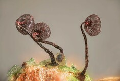 Διαγωνισμός φωτογραφίας Nikon Small World: Εντυπωσιακές εικόνες από τον μικρόκοσμο γύρω μας