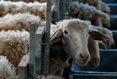 Η ευλογιά των προβάτων δεν αφορά μόνο τους κτηνοτρόφους - Οι επιπτώσεις στην αγορά