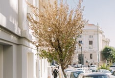 Δεν πεθαίνουν μόνο οι μουριές στην Αθήνα. Tώρα πεθαίνουν και οι όμορφοι συριακοί Ιβίσκοι