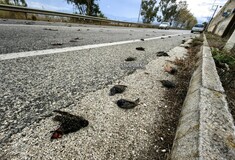 Αργολίδα: Νεκρά πουλιά βρήκαν περαστικοί - Σκληρές εικόνες