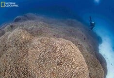 Το μεγαλύτερο κοράλλι του κόσμου βρέθηκε στον Ειρηνικό 