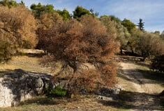 Λόφος Φιλοπάππου: Ξερά δέντρα, παραίτηση και παρακμή