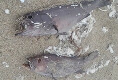 Νεκρά ψάρια χωρίς μάτια ξεβράστηκαν στα Χανιά - Ο ιός που τα προσβάλλει και τι προκαλεί