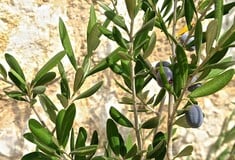 Είναι το ελαιόλαδο σε κρίση; - Τι απαντούν 4.208 παραγωγοί από τη Λακωνία ως τις ΗΠΑ