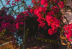 Καιρός - Τσατραφύλλιας: Πάλι για Αυστραλιανά Χριστούγεννα θα πάμε;