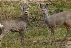 Σέρρες: Σκότωσαν παράνομα ζαρκάδια σε καταφύγιο άγριας ζωής