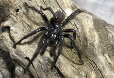 Αυστραλία: Ανακαλύφθηκε μεγαλύτερη και πιο δηλητηριώδης αράχνη