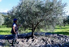 Ελαιόλαδο: Γιατί κοστίζει 4,60 ευρώ στο χωράφι και 14 στο ράφι