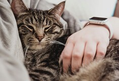Ιάπωνες ανέπτυξαν ρομπότ που μιμείται γατίσιες κινήσεις, για μείωση του στρες
