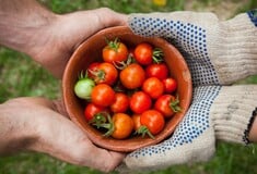 Γιατί τα φρούτα και τα λαχανικά σήμερα, είναι λιγότερο θρεπτικά