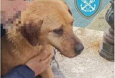 Ραφήνα: Επιχείρηση διάσωσης σκύλου από το Λιμενικό και την Πυροσβεστική