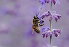 Κρύβουν οι μέλισσες το μυστικό της μακροζωίας; Τι βρήκαν ερευνητές