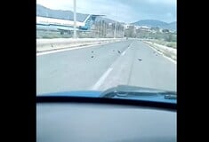 Εξαντλημένα και νεκρά χελιδόνια σε δρόμο του Λαυρίου: Τι εξηγεί η ΑΝΙΜΑ