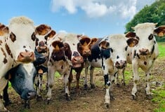 Συναγερμός για την αφθώδη πυρετό στην Κροατία: Φόβοι αγροτών για εξάπλωση από Ουγγαρία και Σλοβακία