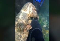 Viral στο TikTok φώκια που «χαϊδεύει» δύτη