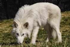 Η «αναβίωση» του ανταρόλυκου: Το επιστημονικό επίτευγμα που ξανανοίγει τη συζήτηση για τα όρια της γενετικής