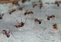 Λαθρεμπόριο μυρμηγκιών: Γιατί ενδιαφέρονται για τα Messor Cephalotes