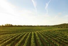 «Φυσικά δηλητήρια που εισχωρούν στην τροφή μας», λέει ειδικός για τα τοξικά μέταλλα στις καλλιέργειες 