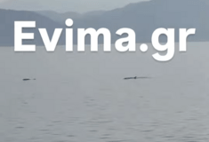 Μαγευτικό στιγμιότυπο: Κοπάδι δελφινιών εμφανίστηκε στην Αιδηψό