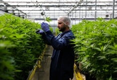 Φαρμακευτική κάνναβη: Η μεγαλύτερη μελέτη μέχρι σήμερα αναδεικνύει τις θεραπευτικές της δυνατότητες στον καρκίνο