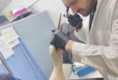 Πελαργός που κατάπιε λάστιχα διασώθηκε από την ΑΝΙΜΑ