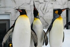 National Geographic: Πέντε «συναρπαστικά» facts για τους αυτοκρατορικούς πιγκουίνους