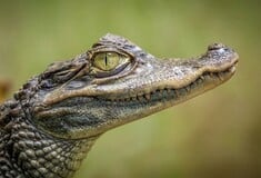Αλιγάτορας σκότωσε γυναίκα που έκανε κανό στη Φλόριντα