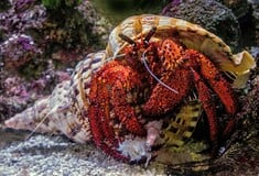 Ιαπωνία: Τρεις άνδρες κουβαλούσαν 160 κιλά καβούρια - ερημίτες στις αποσκευές τους