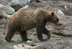 Καστοριά: Πυροβόλησαν και σκότωσαν αρκούδα