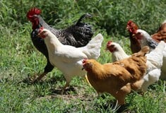 Τέλος οι εξαγωγές πουλερικών της Βραζιλίας προς την ΕΕ λόγω γρίπης των πτηνών