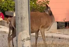 Ετοιμόγεννο ελάφι εντοπίστηκε να περιπλανιέται στη Φυλής